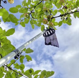 Lifestyle: Berger Obstpflücker ArboRapid mit transparentem Fangnetz