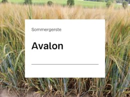 Detailbild: Sommergerste Avalon auf dem Feld mit Ähren in Nahaufnahme