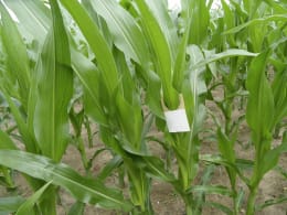 Produktbild: Maispflanzen auf dem Feld mit weißer Trichogramma-Schlupfwespenkarte zur biologischen Schädlingsbekämpfung