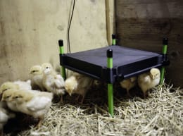 Lifestyle: KERBL Wärmeplatte CosyHeat für Küken