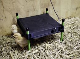 Lifestyle: KERBL Wärmeplatte CosyHeat für Küken