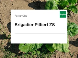 Detailbild: Futterrübe Saatgut Brigadier Pilliert ZS