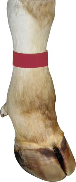 Produktbild: KERBL Fesselband 36 cm mit Klettverschluss 10 St.