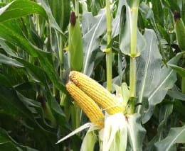ART_AdditionalAssets