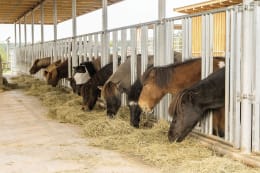 Lifestyle: Patura Fressgitter 292 cm 5 Fressplätze, für Pferde, mit abgedeckten Zwischenräumen für höchste Sicherheit, 303564