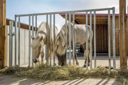 Lifestyle: Patura Fressgitter 292 cm 5 Fressplätze, für Pferde, mit abgedeckten Zwischenräumen für höchste Sicherheit, 303564