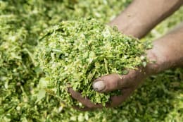 Produktbild: Grundfutteranalyse Maissilage Serviceleistung