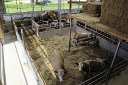 Lifestyle: Milchviehstall, Gebäudehülle, komplett schlüsselfertig