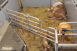 Lifestyle: Schweinestall, Gebäudehülle/komplett schlüsselfertig
