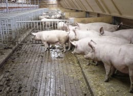 Lifestyle: Schweinestall, Gebäudehülle/komplett schlüsselfertig