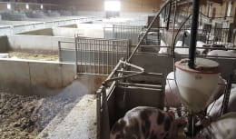 Lifestyle: Schweinestall, Gebäudehülle/komplett schlüsselfertig