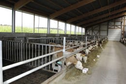 Lifestyle: Bullenstall, Gebäudehülle/komplett schlüsselfertig