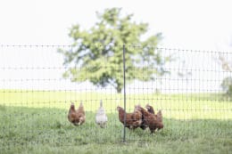 Lifestyle: KERBL Geflügelzaun Premium nicht stromführend