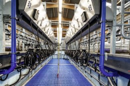 Lifestyle: Parallelmelkstand