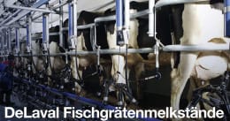 Lifestyle: Fischgrätenmelkstand