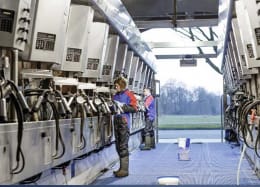 Lifestyle: Fischgrätenmelkstand