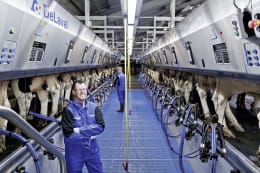 Lifestyle: Fischgrätenmelkstand