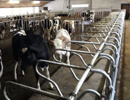 Lifestyle: Liegeboxenbügel für Milchvieh-, Jungvieh-, Bullen- oder Kälberstall