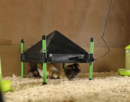 Lifestyle: Küken unter Wärmeplatte mit Schutzabdeckung auf grünen Beinen in Einstreu