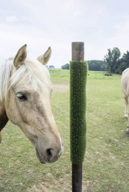 Lifestyle: Grüne Kratzmatte an Holzpfahl montiert auf Pferdekoppel mit Schimmel