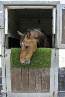Lifestyle: Pferd reibt Kopf an grüner Kratzmatte an Stalltür
