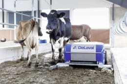 Lifestyle: Entmistungsroboter für bis zu 130 Kühe