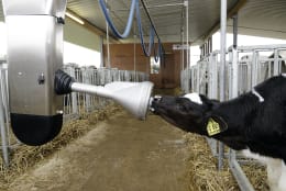Lifestyle: Roboterarm Calf Feeder Rail CFR100 für Kälber