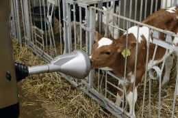 Produktbild: Roboterarm Calf Feeder Rail CFR100 für Kälber