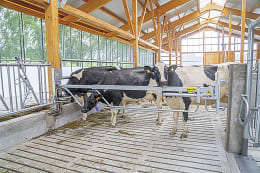 Lifestyle: Abtrennung für Milchviehstall, Kälberstall, Jungviehstall, Bullenstall
