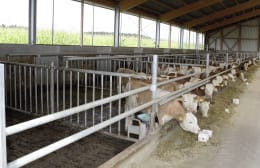 Lifestyle: Abtrennung für Milchviehstall, Kälberstall, Jungviehstall, Bullenstall