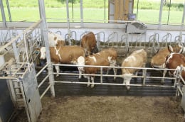 Lifestyle: Abtrennung für Milchviehstall, Kälberstall, Jungviehstall, Bullenstall