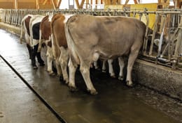 Lifestyle: Kraiburg Stallmatte KURA P