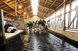 Lifestyle: Kraiburg Stallmatte KURA S/KURA SB