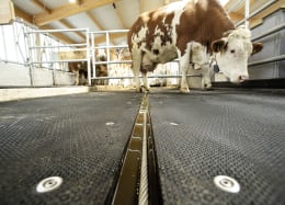 Lifestyle: Kraiburg Stallmatte profiKURA 3D
