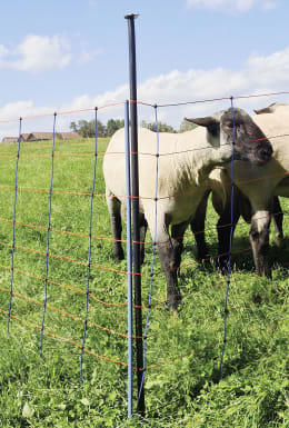Lifestyle: Unterstützungspfahl stabilisiert Weidenetz auf grüner Weide mit Schafen