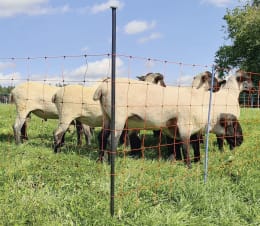 Lifestyle: Unterstützungspfahl mit Einzelspitze stützt Weidenetz auf einer Schafweide