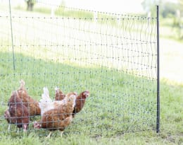 Lifestyle: Unterstützungspfahl mit Einzelspitze stützt Weidenetz auf Wiese, Hühner im Hintergrund