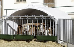 Lifestyle: KERBL Kälberiglu CalfHouse Premium XXL für 7 Kälber
