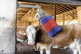 Lifestyle: HappyCow Kuhputzmaschine MidiSwing Borstenbesatz PP (Polypropylen)