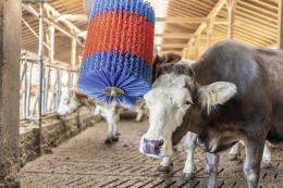 Lifestyle: HappyCow Kuhputzmaschine MidiSwing Borstenbesatz PP (Polypropylen)