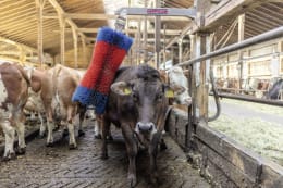 Lifestyle: HappyCow Kuhbürste HappyCow Free Maxi
