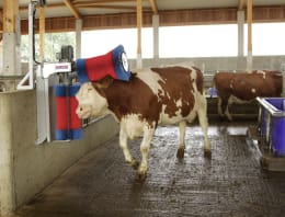 Lifestyle: Kuh nutzt Kuhputzmaschine mit rot-blauer Ersatzbürste im Stall