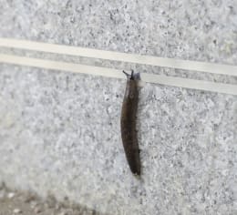 Produktbild: KERBL Zaunband für Schneckenzaun SnailStop