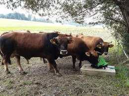 Lifestyle: KERBL Weidepumpe P100 Duo mit Doppelhub, inkl. Tränkebehälter für das Kalb