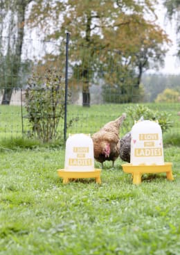 Lifestyle: Hühner trinken aus Geflügeltränken mit Standfüßen auf einer Wiese