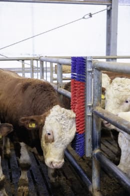 Lifestyle: KERBL Kuhbürste Bully