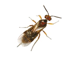 Produktbild: Mehlmottenschlupfwespe gegen Mehlmotten, Speichermotten und Dörrobstmotten