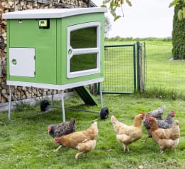 Lifestyle: Grüner Hühnerstall mit automatischer Klappe und Steuerung, Hühner im Garten
