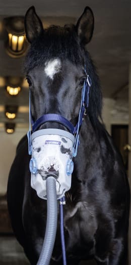 Lifestyle: hippomed Ultraschall-Inhalator AirOne 230 V-Betrieb, mit Warmblut-Inhalationsmaske