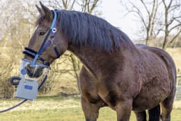 Produktbild: hippomed Inhalationsmaske Kaltblüter für Ultraschall-Inhalator AirOne Flex